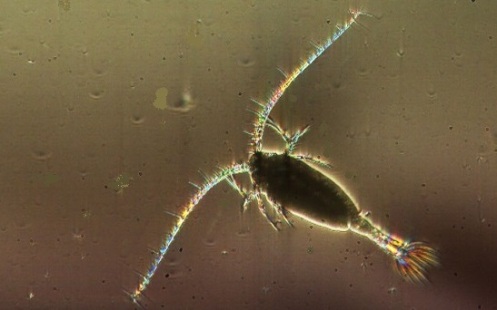 Copepod, one of the mirriad tiny ocean organisms that make our planet work.